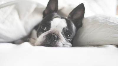 boston terrier lying in bed